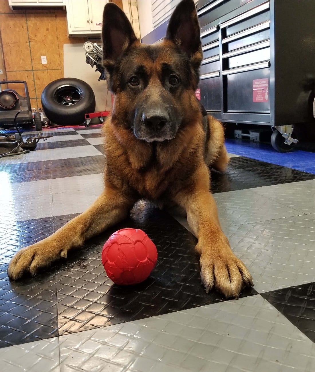 Levi Hanging Out on Keith's new RaceDeck Floor